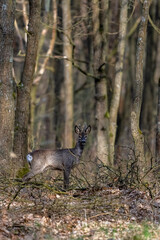 Roe deer (Capreolus capreolus) in the forest. Kampinoski National Park, Poland.