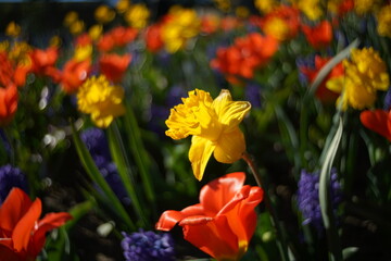 Blumen Pracht im Frühling zur Osterzeit