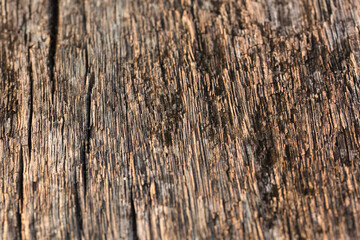 Obraz premium brown bark background Naturally alternating light and dark colors