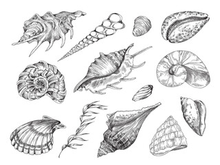 Seashell pencil sketch vector set. Sea shell vintage etching engraved drawing. Conch, nautilus, scallop, clam shellfish.