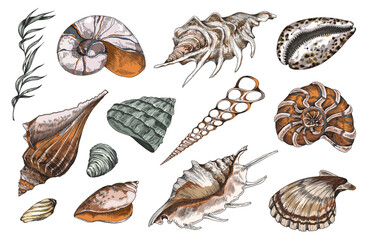 Hand drawn ocean shells collection, color engraving vector illustration isolated. © sabelskaya