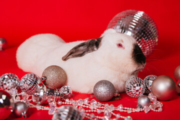 A white Rabbit with a black nose sits among toys on a red background. New Year's photo for a calendar or magazine.