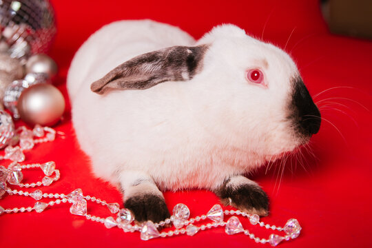 A white Rabbit with a black nose sits among toys on a red background. New Year's photo for a calendar or magazine.