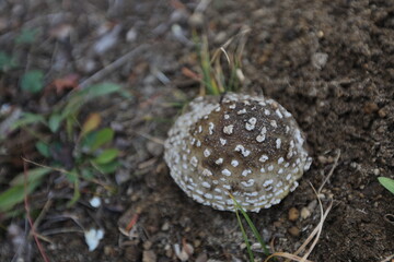 cute mushroom in washingtoon state