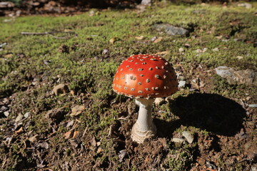 cute mushroom in washingtoon state