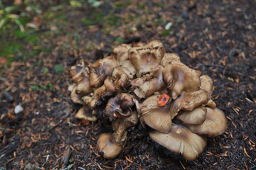 cute mushroom in washingtoon state
