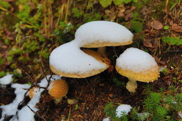 cute mushroom in washingtoon state