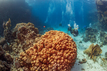 Fototapeta premium Underwater exploration. Divers dive on a tropical reef with a blue background and beautiful corals.