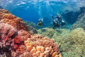 Underwater exploration. Divers dive on a tropical reef with a blue background and beautiful corals. - obrazy, fototapety, plakaty