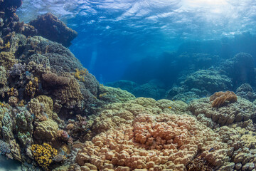 Tropical reef with blue background and beautiful corals.