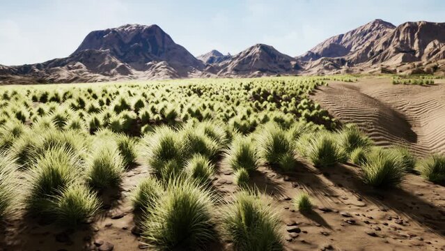 Stoney desert in outback Australia