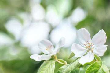 Selective soft focused close up of flowering apple tree branch with white flowers on blurred bright green leaves bokeh background. Floral nature spring blossom design, copy space for text overlay. 