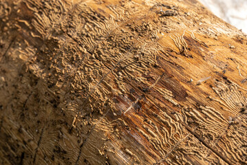 old tree trunk with bark beetle signs and markings
