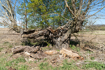 old rotten tree in the woods during spring time and at a sunny day