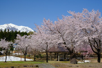 泉縄文公園の桜　新潟県