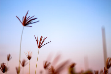 Grass flowers with light wind on blue sky background in the evening