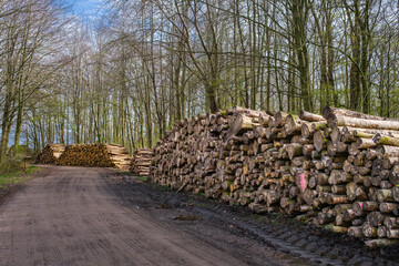Houtkap - Logging