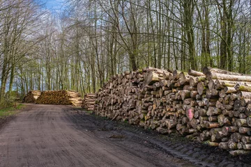 Wandaufkleber Houtkap - Logging © Holland-PhotostockNL