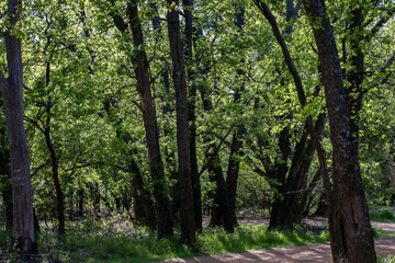 Fototapeta premium footpath in the forest