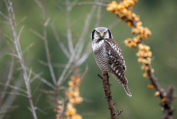 Northern Hawk Owl ( Surnia ulula )