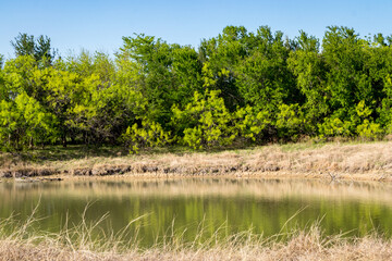 trees around a pond