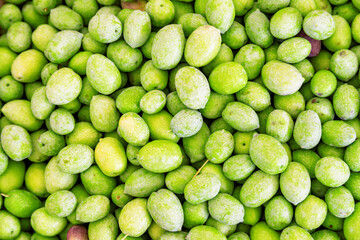 Closeup view of fresh green olives. Early harvest