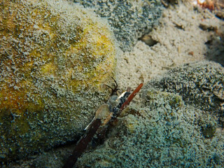 Diving in the lake of Thun
