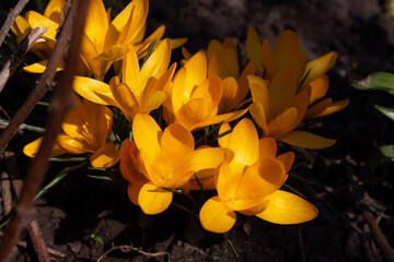 Yellow crocus, crocus flowers, flowers awakening in spring, flowers in warm golden rays of sunlight. A group of yellow crocuses in the spring garden. Nature concept for spring design