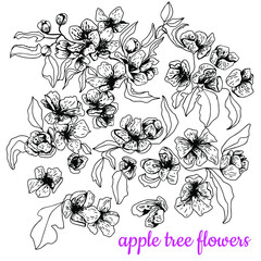 Apple tree flowers. Set. Black and white sketch. Hand drawn vector illustration. Isolated on white background.Engraving