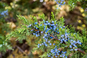 Nature color combination is always perfect
