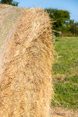 hay bales in the field