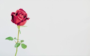 red rose on a white background - obrazy, fototapety, plakaty