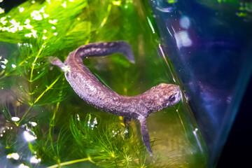 Crested newt swimming in aquarium with green water plant, triton