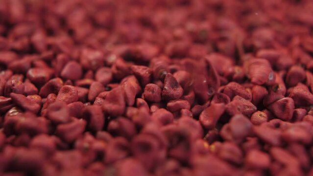 Annatto organic seeds falling in slow motion. Achiote whole grains. Rotation. Bixa Orellana