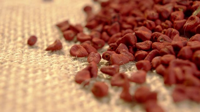 Annatto organic seeds. Achiote whole grains on rough rustic burlap. Rotation. Bixa Orellana