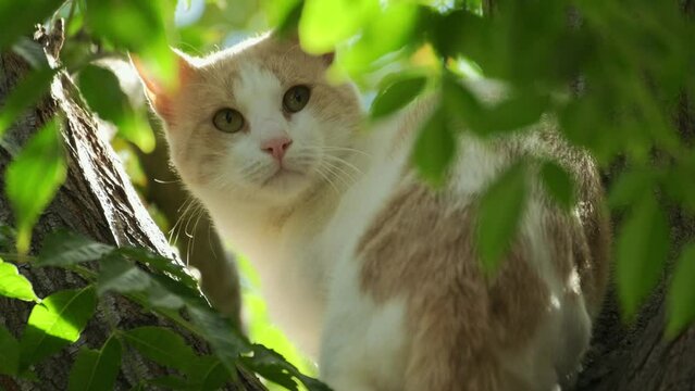 Cat sitting somewhere on green leaf tree  trunk and looking around. Home pets at yard. sunny day. 4K. slow motion.