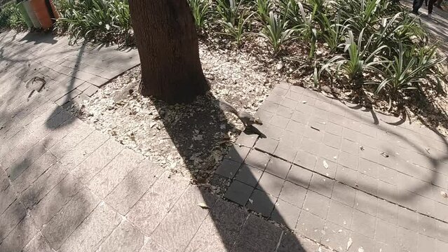 Slow Motion Squirrel Jumping From Tree Curiously To Kid, Handheld