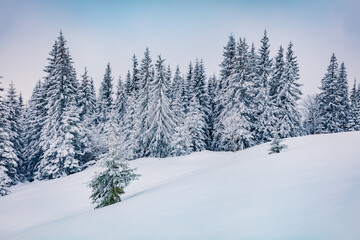 Fototapeta na wymiar Untouched winter landscape. Frosty morning view of Carpathian valleys with snow covered fir trees. Calm outdoor scene of mountain forest. Christmas postcard..