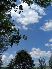 sky and tree