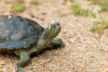 砂の上にたたずむカメの頭にクローズアップ