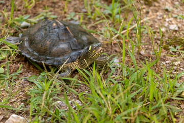 草が生えた地面を歩くカメ