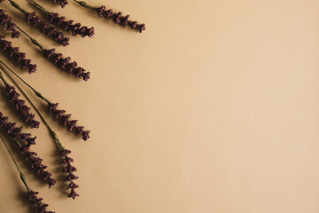 Natural beige background with a dry flower. Top view, Copy space for text.