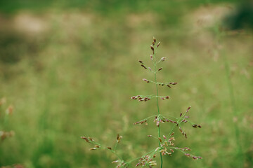 Flowering of cereal grasses in spring. Grass stalk close up. Seeds of grass in late season.
