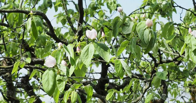 (Cydonia oblonga) Cognassier ou poirier de Cydonie, arbuste fruitier &agrave; floraison printani&egrave;re blanc et rose p&acirc;le sur des rameaux tomenteux au feuillage oval, pointu, charnu et glabre