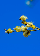 Fototapeta premium yellow willow branch