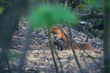 Rotfuchs in Berliner Stadtpark