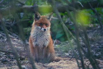 Füchse in Berliner Stadtpark