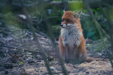 Füchse in Berliner Stadtpark
