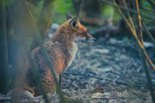 Rotfuchs in Berliner Stadtpark