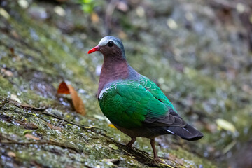 bird butterfly resting on ground.
Rufous-chested Flycatcher.Common Emerald Dove.